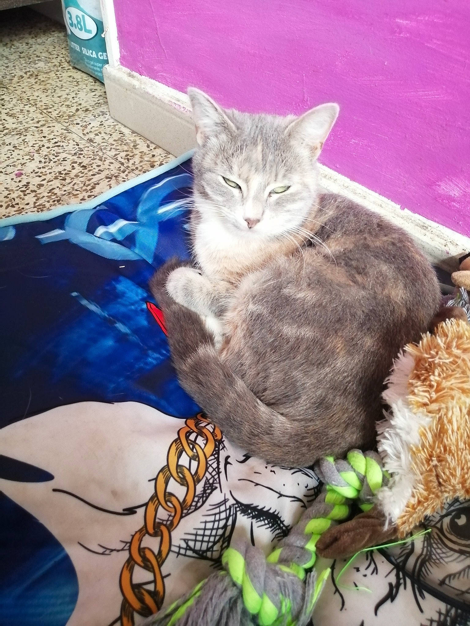 Clochette participe au concours pour gagner de l'argent avec cette photo : american_shorthair, asian, australian_mist, california_spangled, carnivore, cat, domestic_short_haired_cat, dragon_li, egyptian_mau, european_shorthair, felidae, german_rex, kitten, mammal, ocicat, pixie_bob, small_to_medium_sized_cats, tabby_cat, vertebrate, whiskers