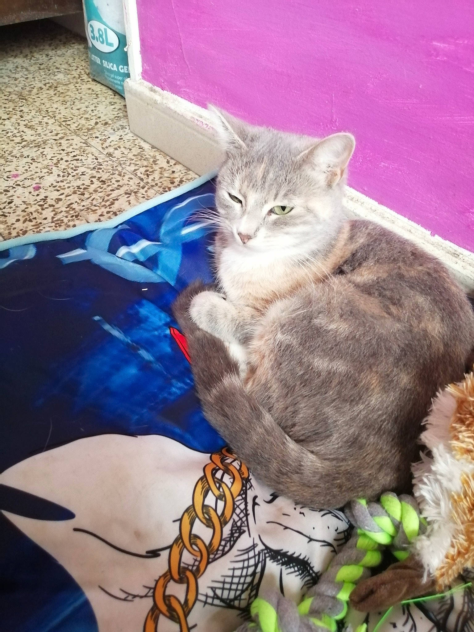 Clochette a rejoint le concours — aidez-le/la à gagner de superbes lots ! aegean_cat, american_shorthair, asian, australian_mist, british_shorthair, carnivore, cat, domestic_short_haired_cat, dragon_li, european_shorthair, fawn, felidae, kitten, mammal, pixie_bob, small_to_medium_sized_cats, tabby_cat, tail, whiskers