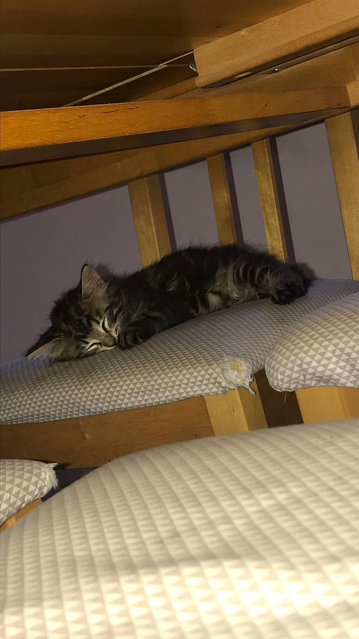 Lucky a rejoint le concours — aidez-le/la à gagner de superbes lots ! american_shorthair, bed, carnivore, cat, domestic_short_haired_cat, dragon_li, egyptian_mau, european_shorthair, felidae, furniture, kitten, mattress, room, small_to_medium_sized_cats, tabby_cat, whiskers