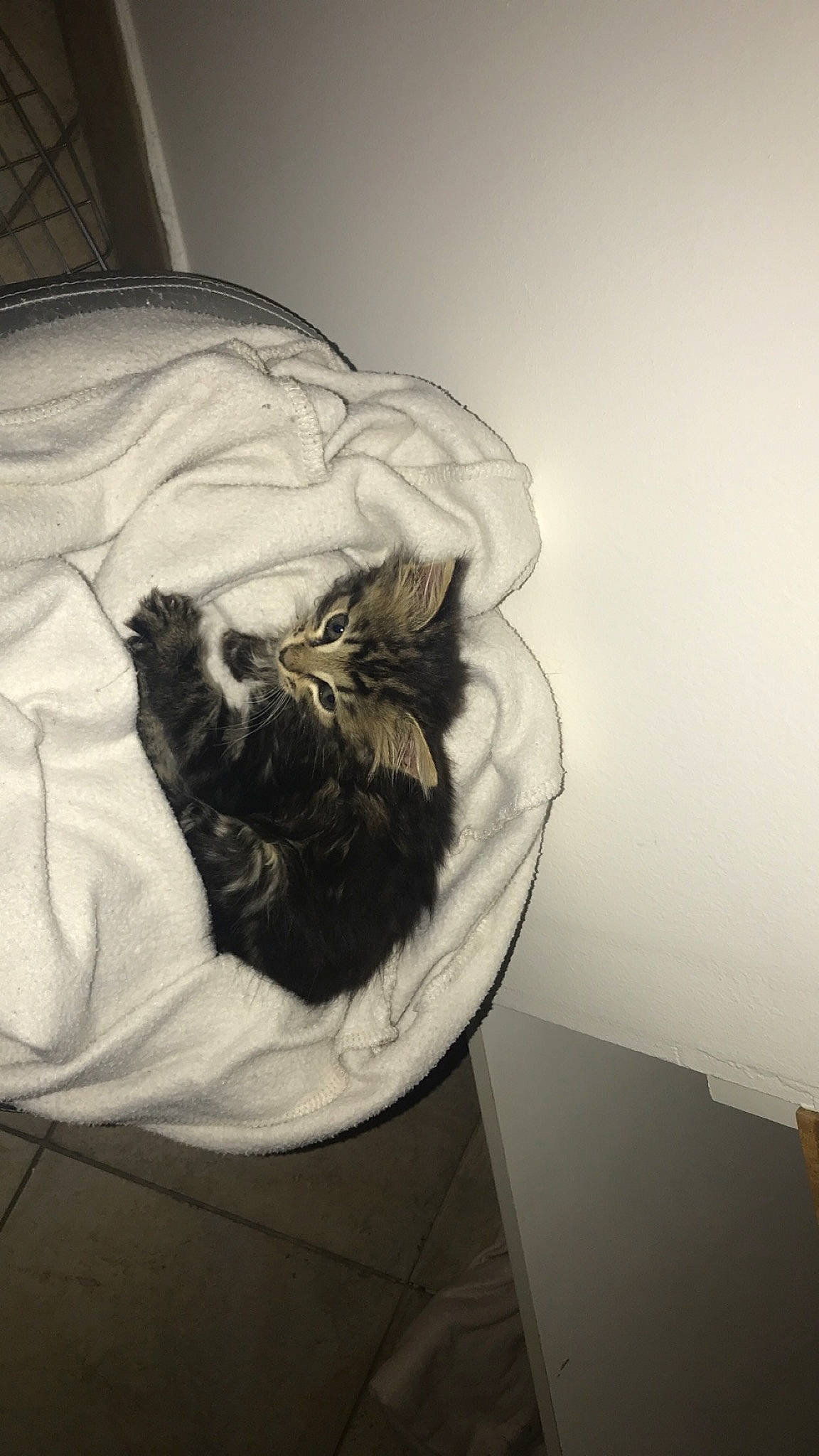 Lucky a rejoint le concours — aidez-le/la à gagner de superbes lots ! black_and_white, canidae, cat, drawing, fur, illustration, long_hair, monochrome, sketch, whiskers, white