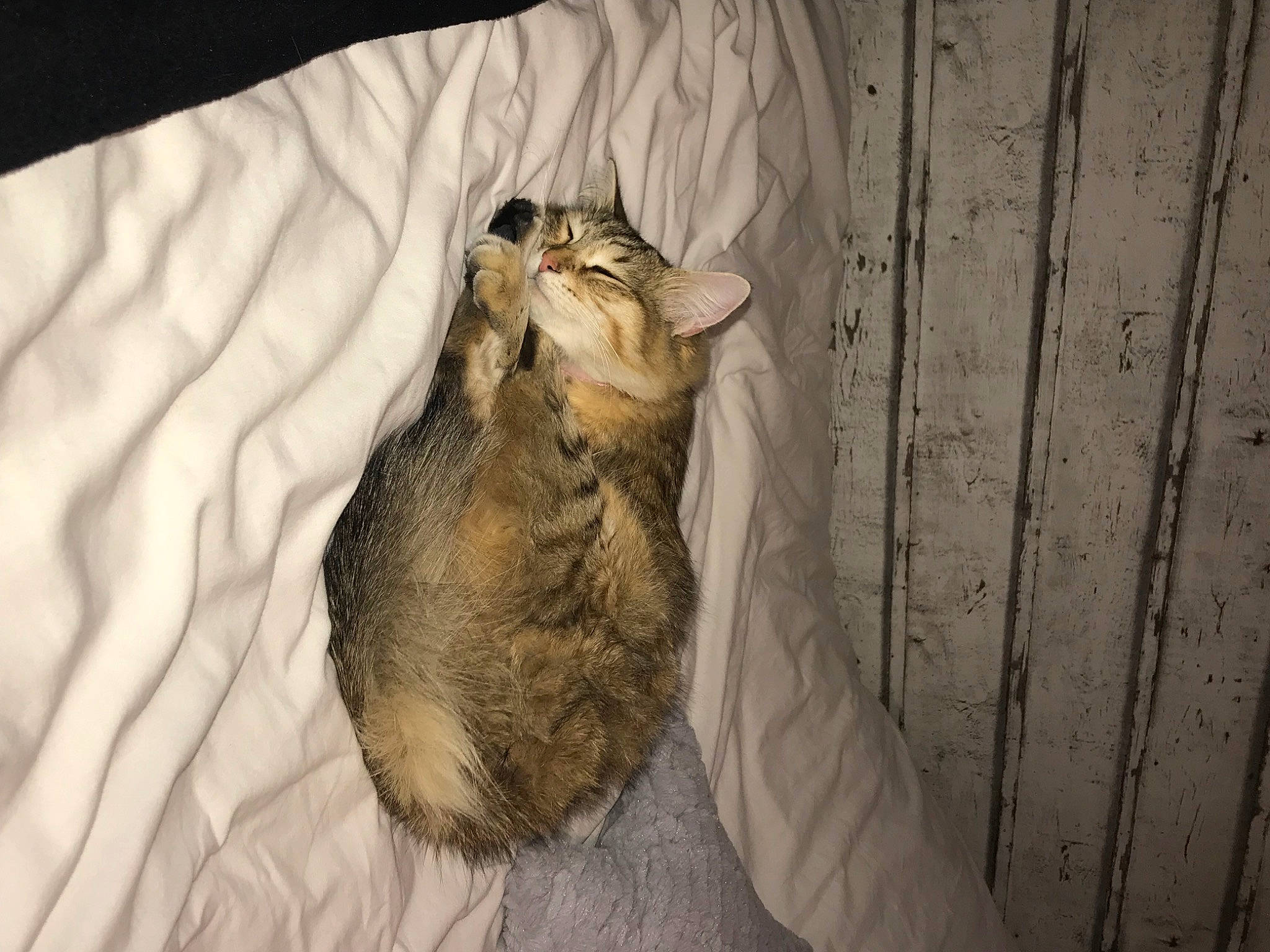 Ornella a rejoint le concours — aidez-le/la à gagner de superbes lots ! cat, degu, fawn, fur, prairie_dog