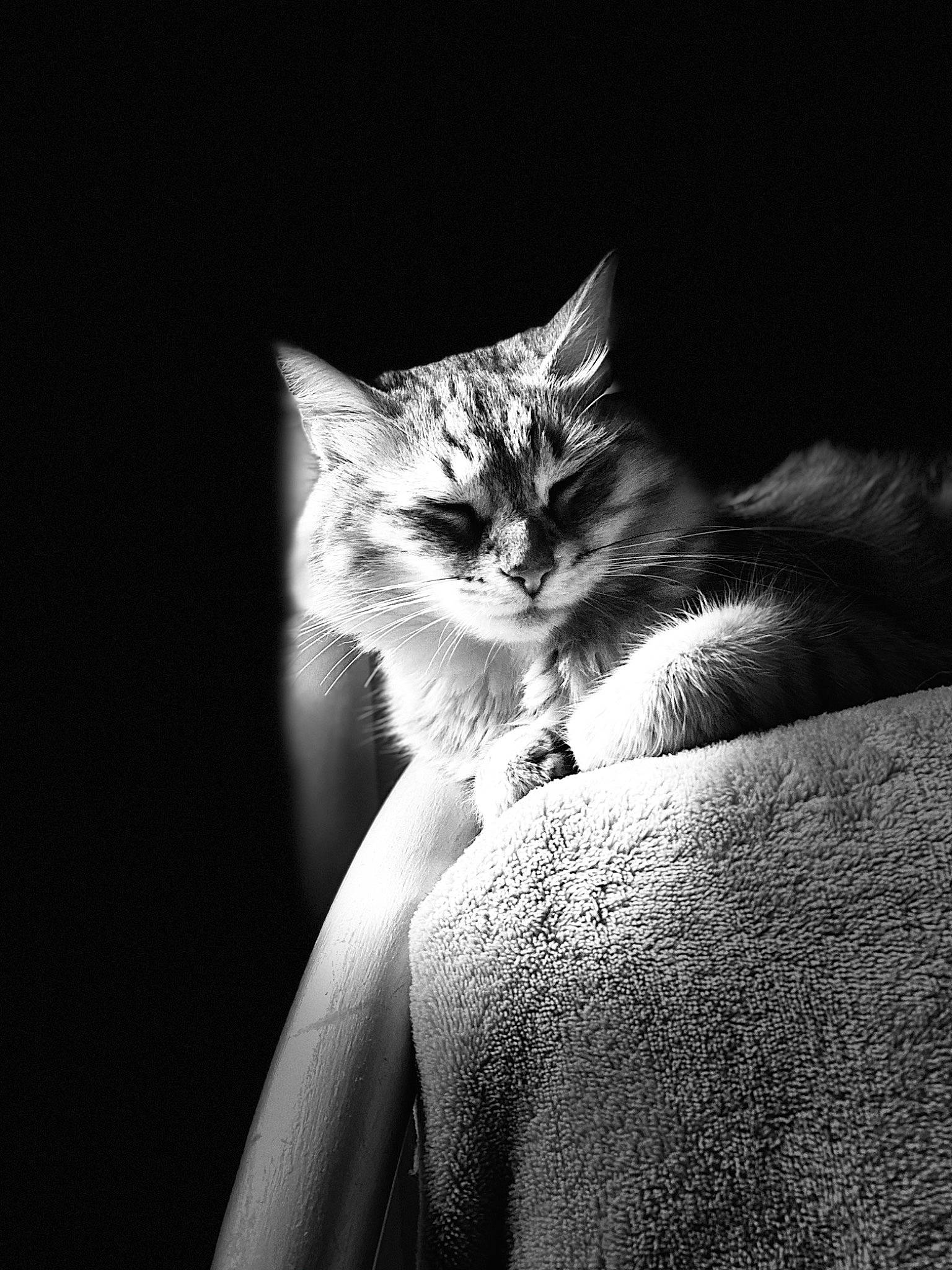 Ornella a rejoint le concours — aidez-le/la à gagner de superbes lots ! beauty, black, black_and_white, carnivore, cat, darkness, ear, eye, felidae, fur, kitten, light, monochrome, monochrome_photography, photography, sky, small_to_medium_sized_cats, tabby_cat, whiskers, white