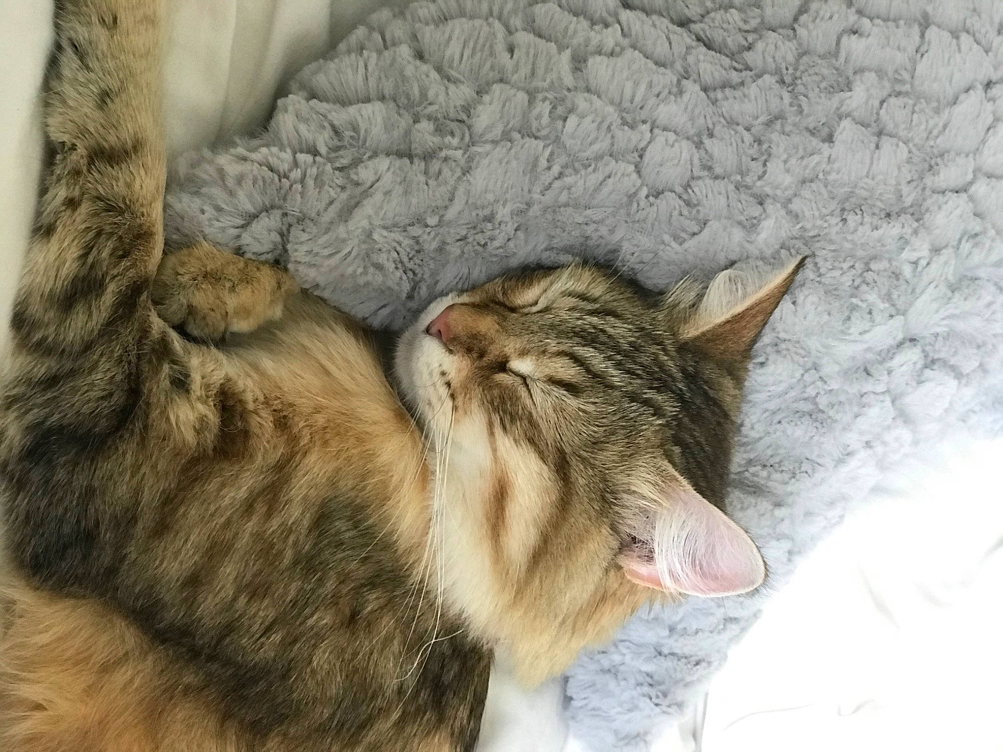 Ornella participe au concours pour gagner de l'argent avec cette photo : aegean_cat, asian, carnivore, cat, domestic_short_haired_cat, dragon_li, ear, european_shorthair, eye, felidae, fur, kitten, mammal, nap, pixie_bob, sleep, small_to_medium_sized_cats, snout, tabby_cat, whiskers