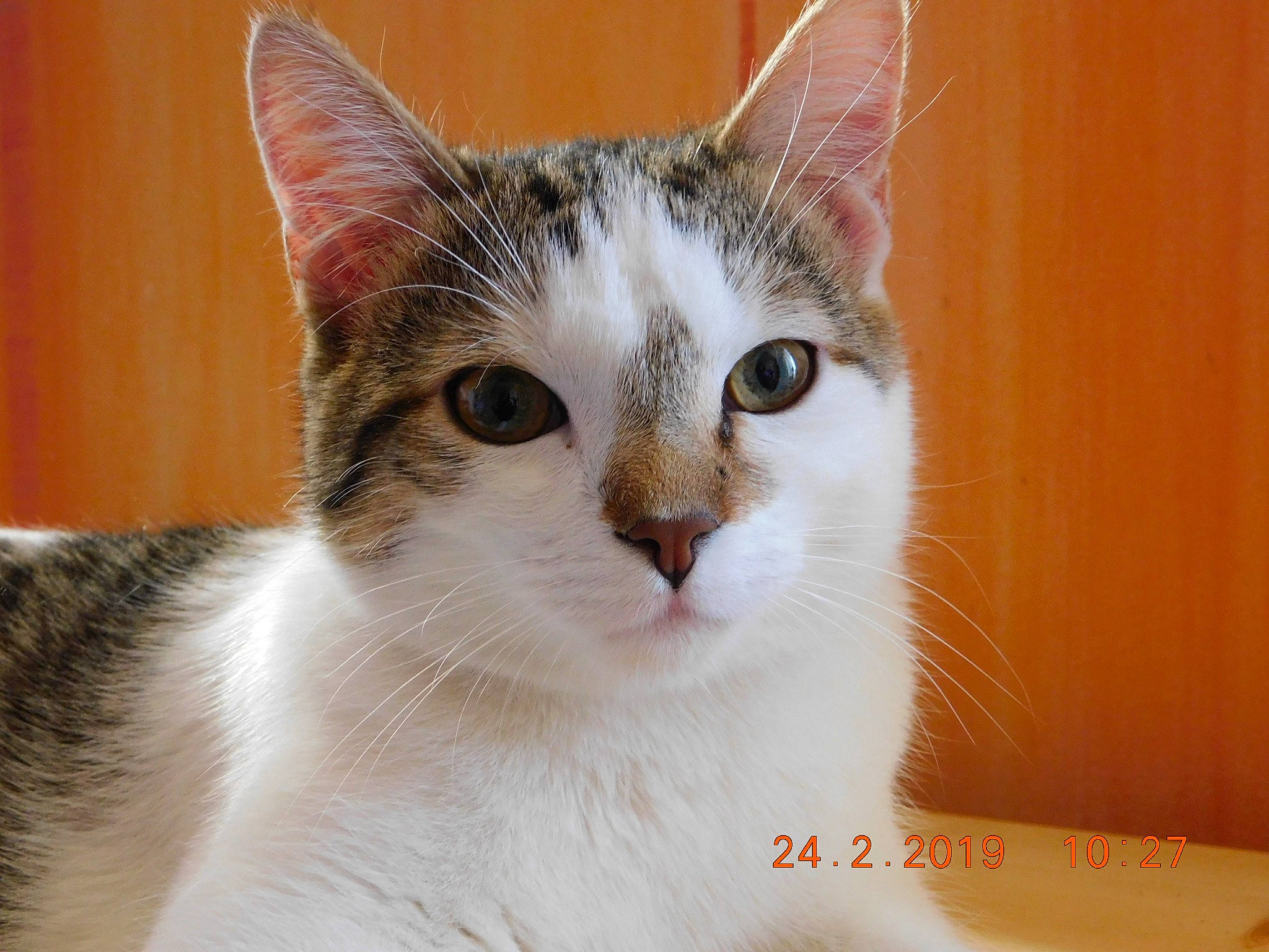 Pitchou a rejoint le concours — aidez-le/la à gagner de superbes lots ! carnivore, cat, domestic_short_haired_cat, ear, eye, fawn, felidae, fur, head, human_body, paw, small_to_medium_sized_cats, snout, tail, tree, whiskers