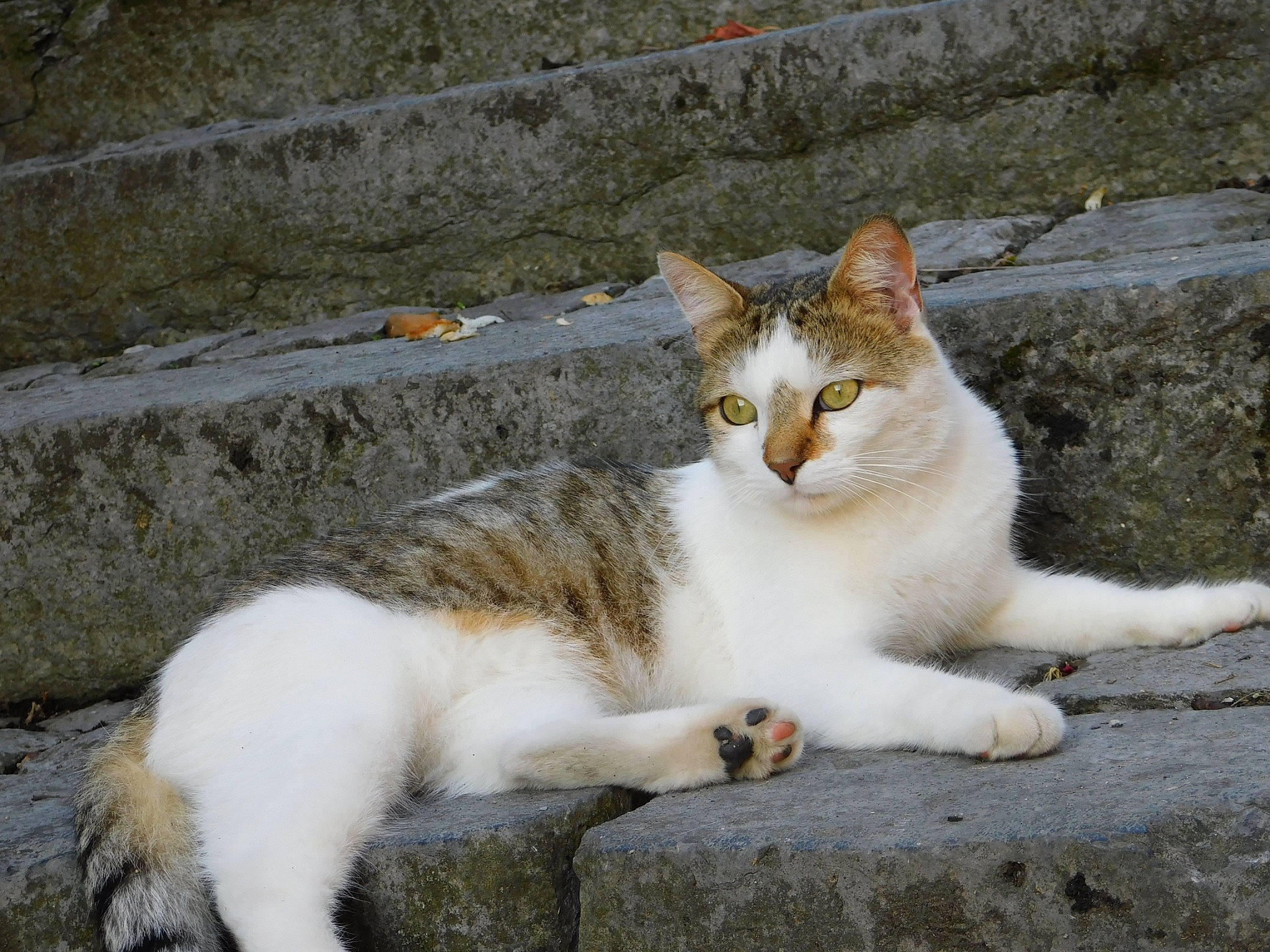 Pitchou participe au concours pour gagner de l'argent avec cette photo : carnivore, cat, concrete, domestic_short_haired_cat, eye, felidae, fur, grass, paw, road_surface, sitting, small_to_medium_sized_cats, tail, terrestrial_animal, whiskers