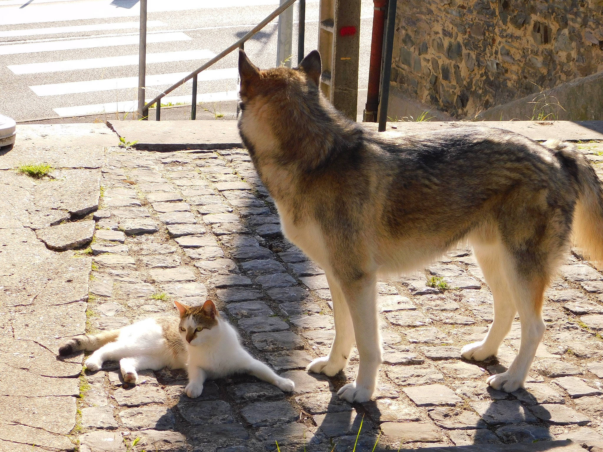 Pitchou participe au concours pour gagner de l'argent avec cette photo : canis, carnivore, cat, collar, companion_dog, dog, dog_breed, domestic_short_haired_cat, east_european_shepherd, fawn, felidae, fur, german_shepherd_dog, road_surface, sidewalk, sled_dog, small_to_medium_sized_cats, snout, tail, working_animal