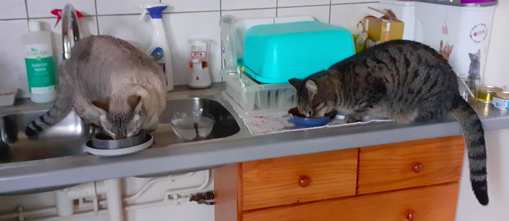 Myrtille participe au concours pour gagner de l'argent avec cette photo : cabinetry, carnivore, cat, domestic_short_haired_cat, felidae, fur, kitchen, kitchen_appliance_accessory, pet_supply, plastic, plumbing_fixture, sink, small_to_medium_sized_cats, snout, tabby_cat, tail, tap, vertebrate, whiskers, wood_stain