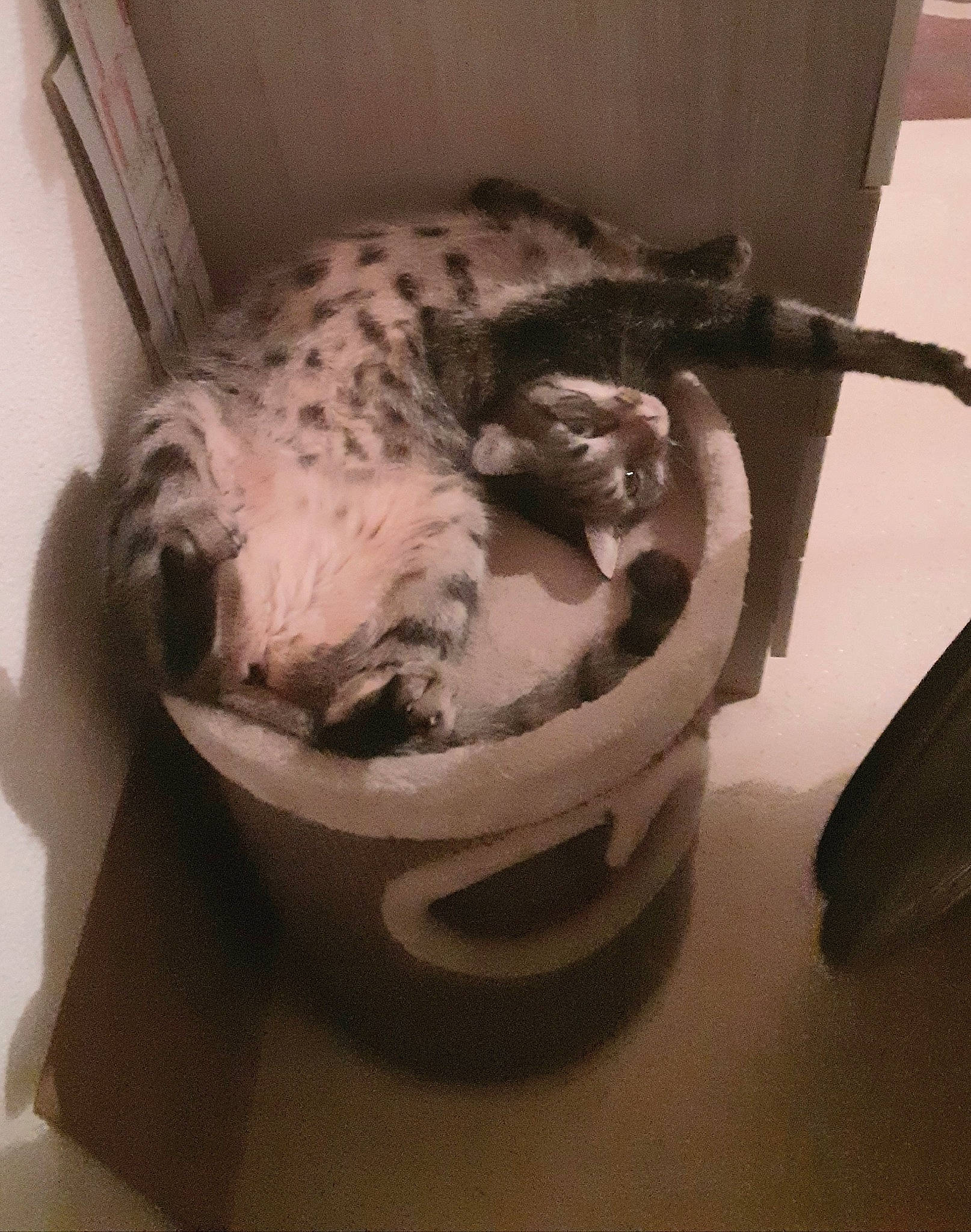 Myrtille a rejoint le concours — aidez-le/la à gagner de superbes lots ! american_shorthair, bengal, carnivore, cat, egyptian_mau, felidae, savannah, small_to_medium_sized_cats