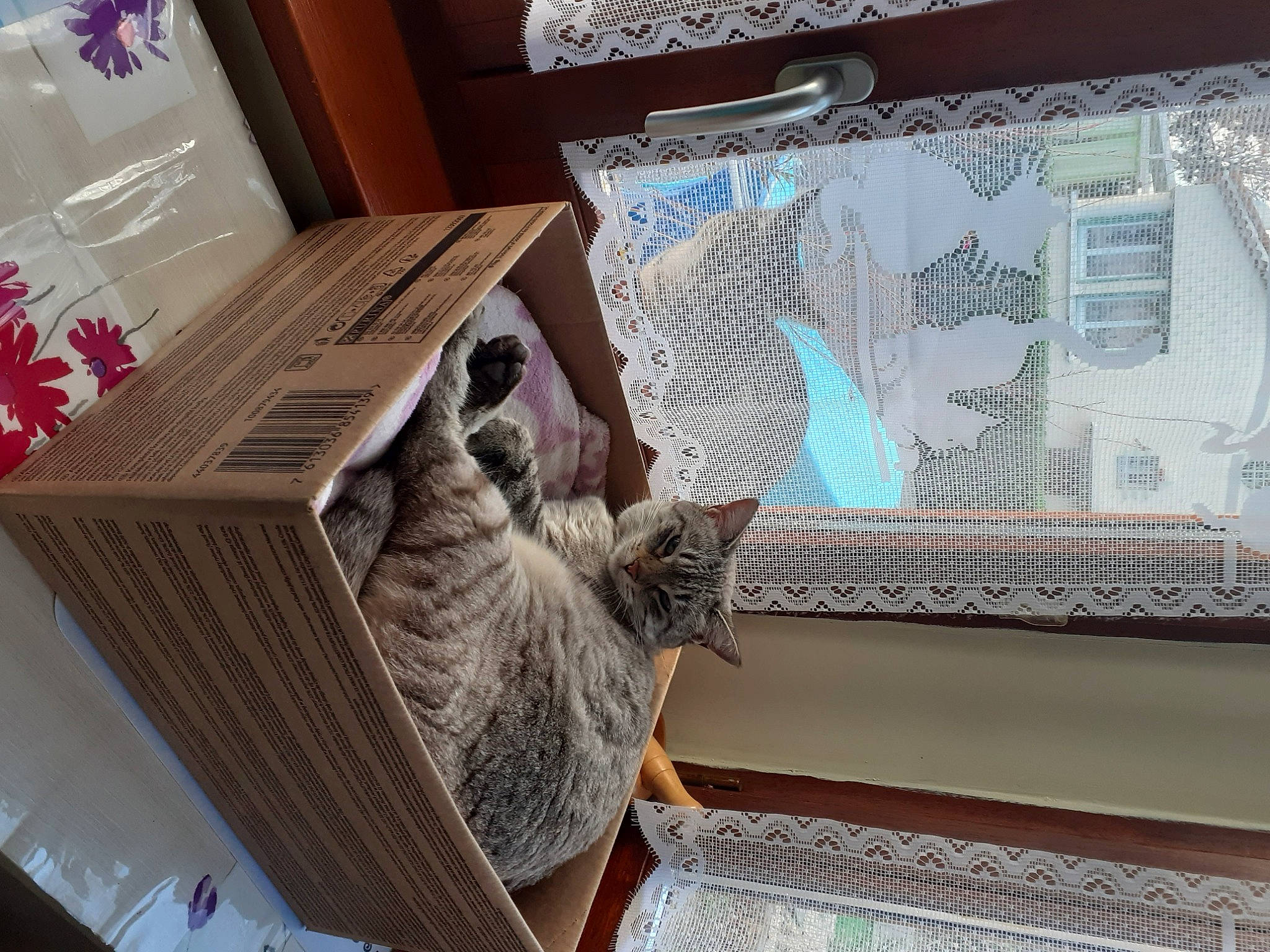 Opaline a rejoint le concours — aidez-le/la à gagner de superbes lots ! box, carnivore, cat, creative_arts, domestic_short_haired_cat, felidae, fur, interior_design, molding, small_to_medium_sized_cats, whiskers