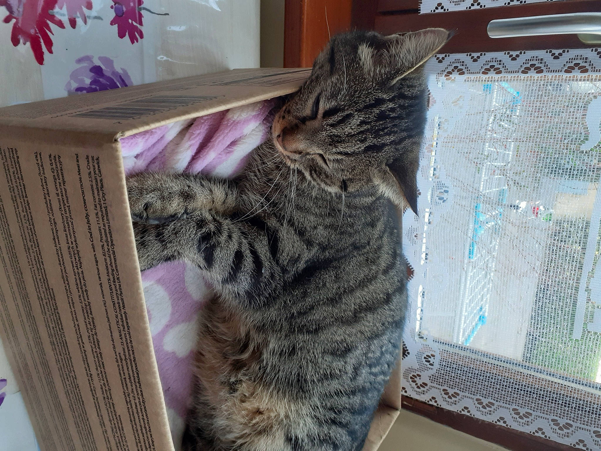 Myrtille a rejoint le concours — aidez-le/la à gagner de superbes lots ! carnivore, cat, domestic_short_haired_cat, felidae, fur, mesh, pattern, rectangle, small_to_medium_sized_cats, snout, tail, textile, whiskers