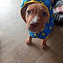 Narla is registered to the contest to win money with this photo: puppy, dog, raincoat, blue, yellow, rubber_duck, indoor, floor, wooden_floor, footwear, looking_up, pet, animal, cute, young_dog, canine, clothing, rainy_weather, domestic_animal, adorable