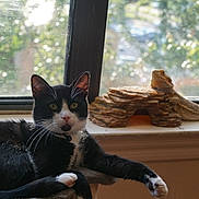 Jupiter is registered to the contest to win money with this photo: animal, animal_pair, bearded_dragon, black_and_white_cat, cat, claws, daylight, eyes, fur, indoor, nature_view, perch, pet, relaxation, reptile, resting, rock_decoration, sunlight, whiskers, window