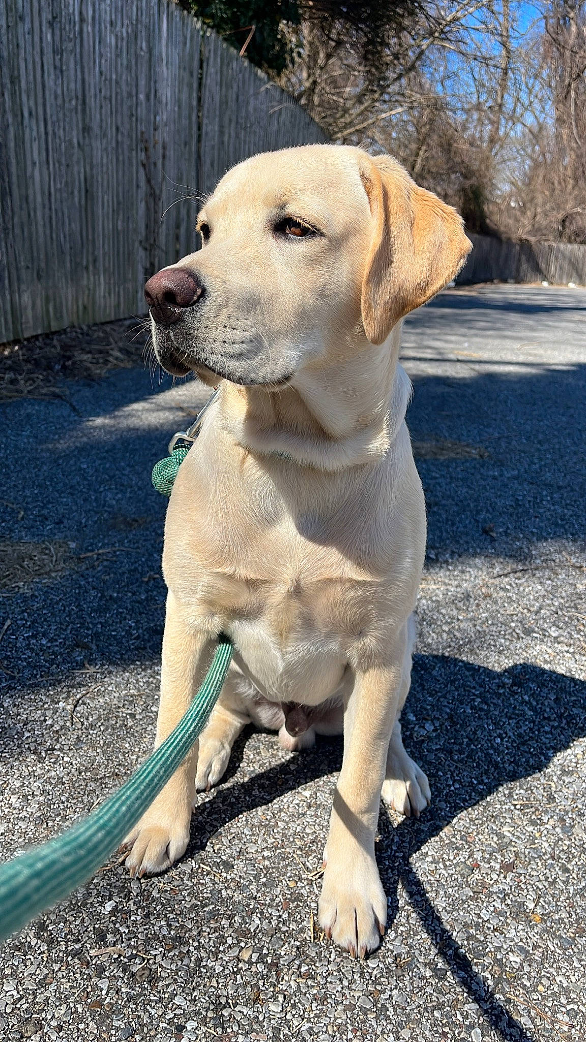 Tucker joined the competition — help win amazing prizes! asphalt, canidae, carnivore, collar, companion_dog, dog, dog_breed, dog_collar, fawn, fence, gun_dog, labrador_retriever, road_surface, sporting_group, tail, terrestrial_animal, tree, whiskers, working_animal, working_dog