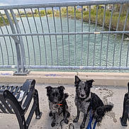 Fittzzz And Amara joined the competition — help win amazing prizes! dog, wet_dog, leash, bench, river, metal_railing, concrete, outdoor, cloudy_sky, water, pet, animal, two_dogs, park, sidewalk, resting, black_dog, gray_dog, fence, nature