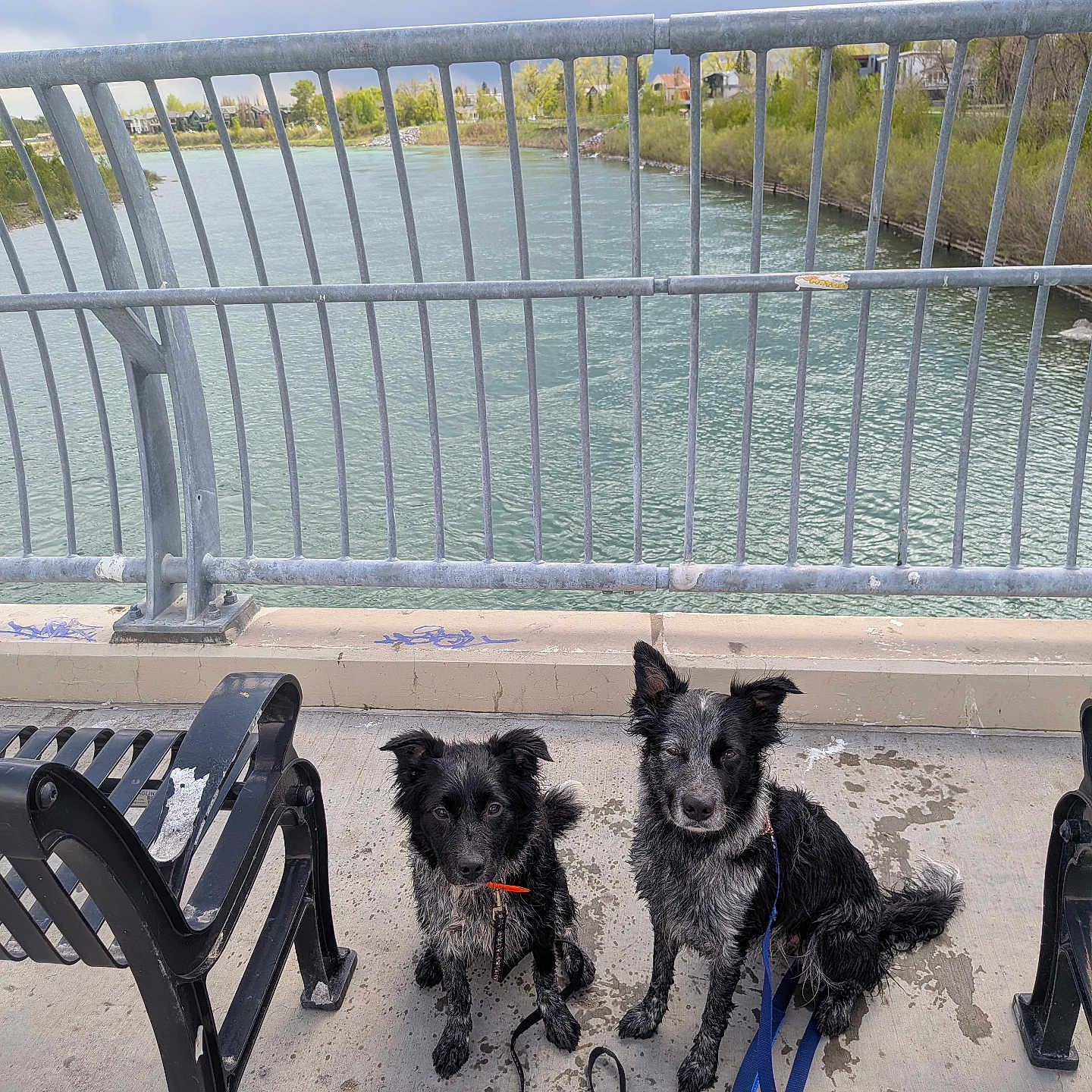 Fittzzz And Amara joined the competition — help win amazing prizes! dog, wet_dog, leash, bench, river, metal_railing, concrete, outdoor, cloudy_sky, water, pet, animal, two_dogs, park, sidewalk, resting, black_dog, gray_dog, fence, nature