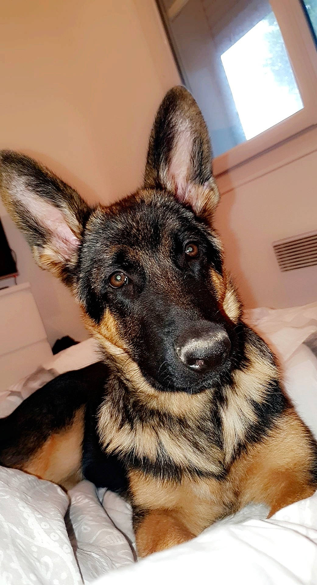 Rocky a rejoint le concours — aidez-le/la à gagner de superbes lots ! canidae, carnivore, companion_dog, dog, dog_breed, ear, east_european_shepherd, fawn, fur, german_shepherd_dog, head, herding_dog, king_shepherd, old_german_shepherd_dog, snout, sporting_group, whiskers, window, working_animal, working_dog