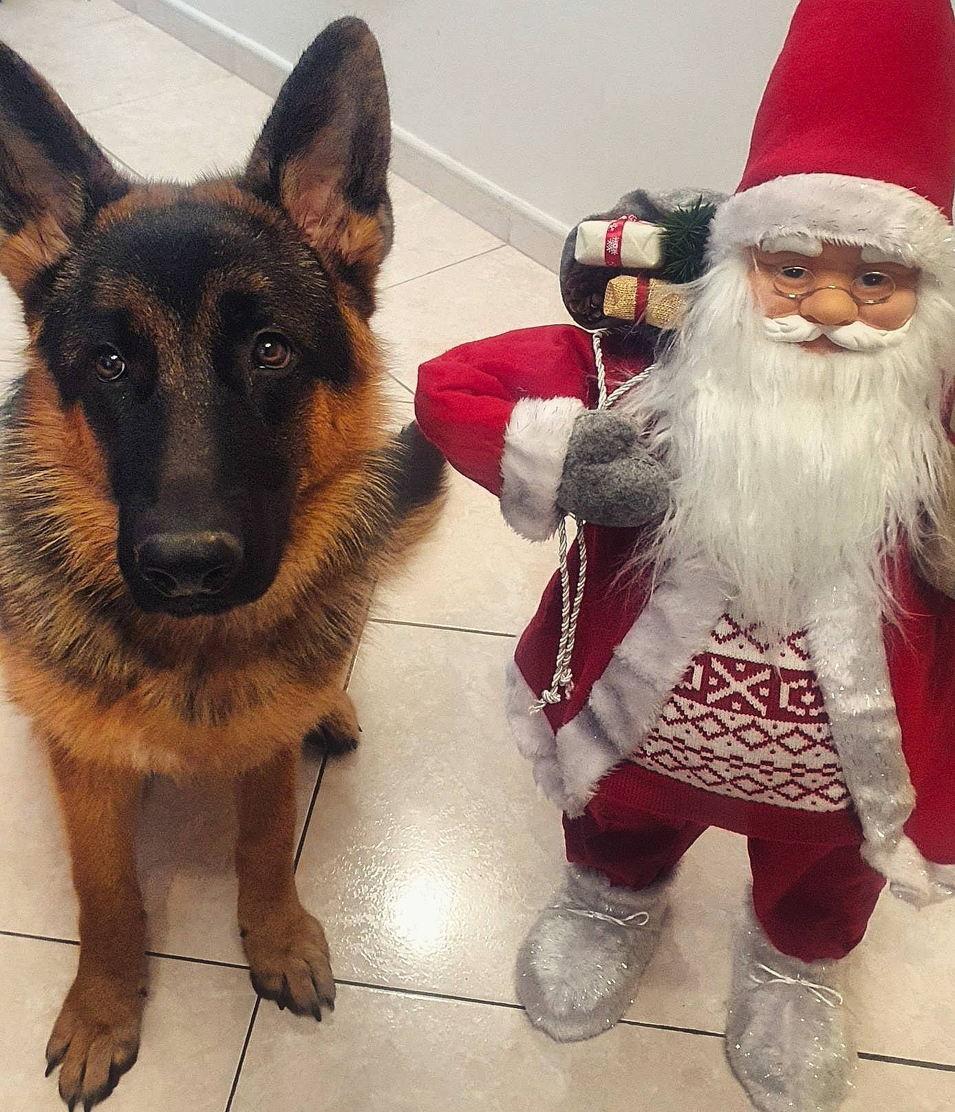 Rocky a rejoint le concours — aidez-le/la à gagner de superbes lots ! beard, carnivore, companion_dog, costume_hat, dog, dog_breed, event, facial_hair, fawn, fictional_character, fur, german_shepherd_dog, happy, head, holiday, lap, santa_claus, snout, toy, working_animal