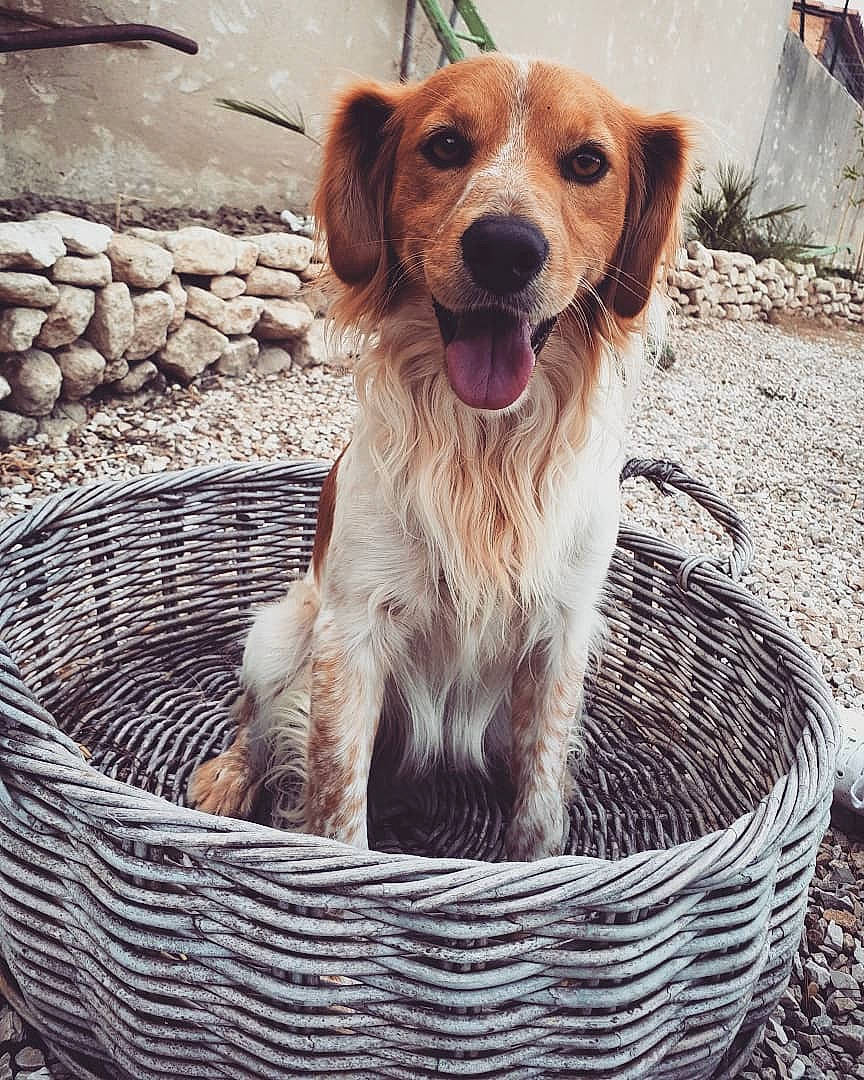 Malibu a rejoint le concours — aidez-le/la à gagner de superbes lots ! companion_dog, dog, dog_breed, dog_like_mammal, snout, sporting_group