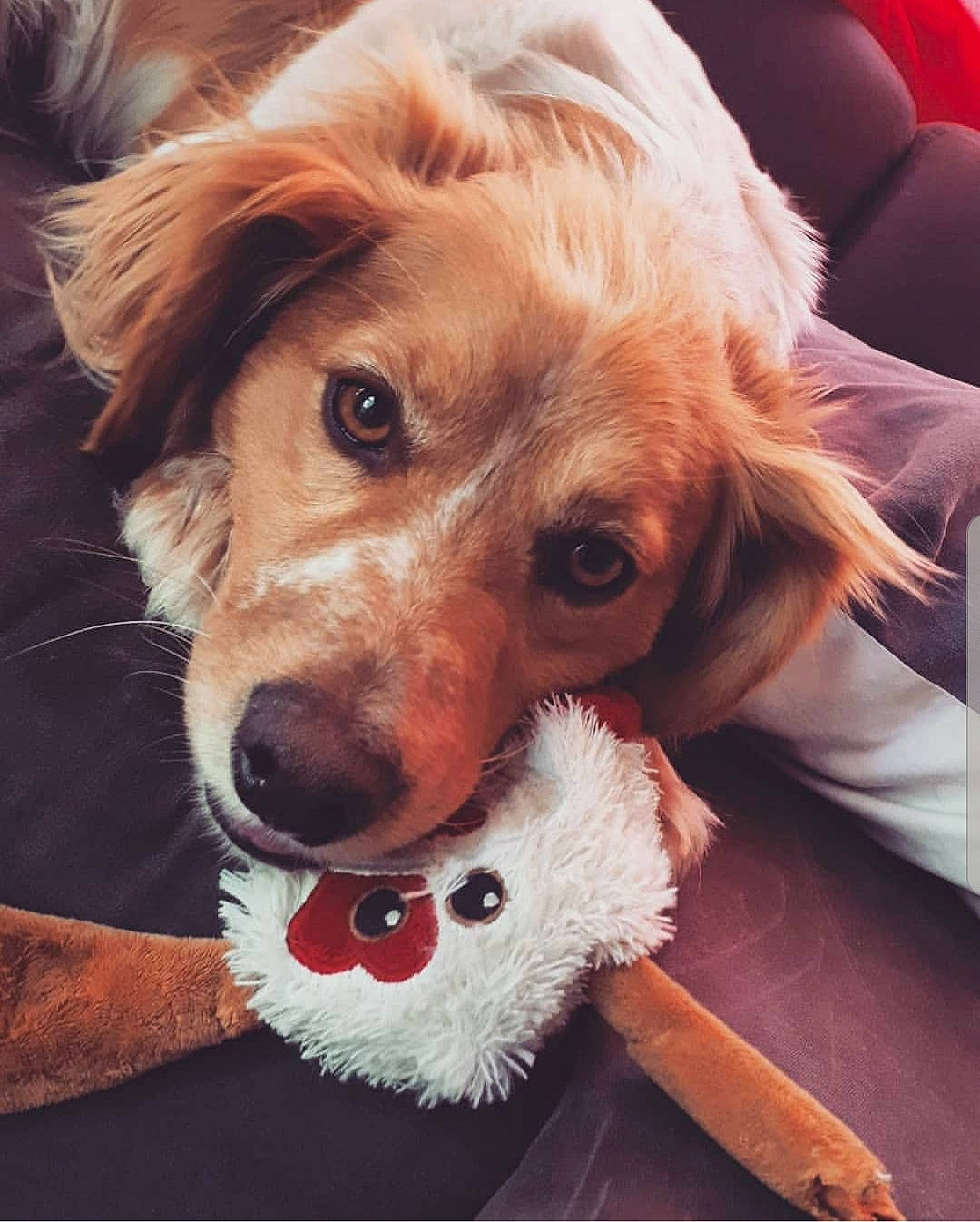 Malibu a rejoint le concours — aidez-le/la à gagner de superbes lots ! canidae, carnivore, cavapoo, cockapoo, companion_dog, dog, dog_breed, dog_toy, fur, golden_retriever, nose, puppy, puppy_love, rare_breed_dog, snout, spaniel, sporting_group, whiskers