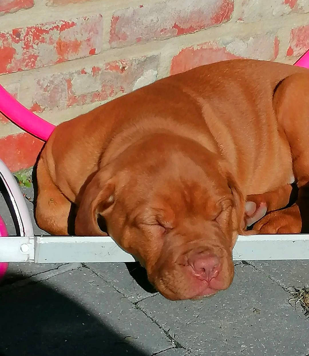 Velvet participe au concours pour gagner de l'argent avec cette photo : canidae, carnivore, companion_dog, dog, dog_breed, ear, fawn, flesh, gun_dog, hunting_dog, liver, non_sporting_group, pet_supply, snout, sporting_group, working_animal, wrinkle