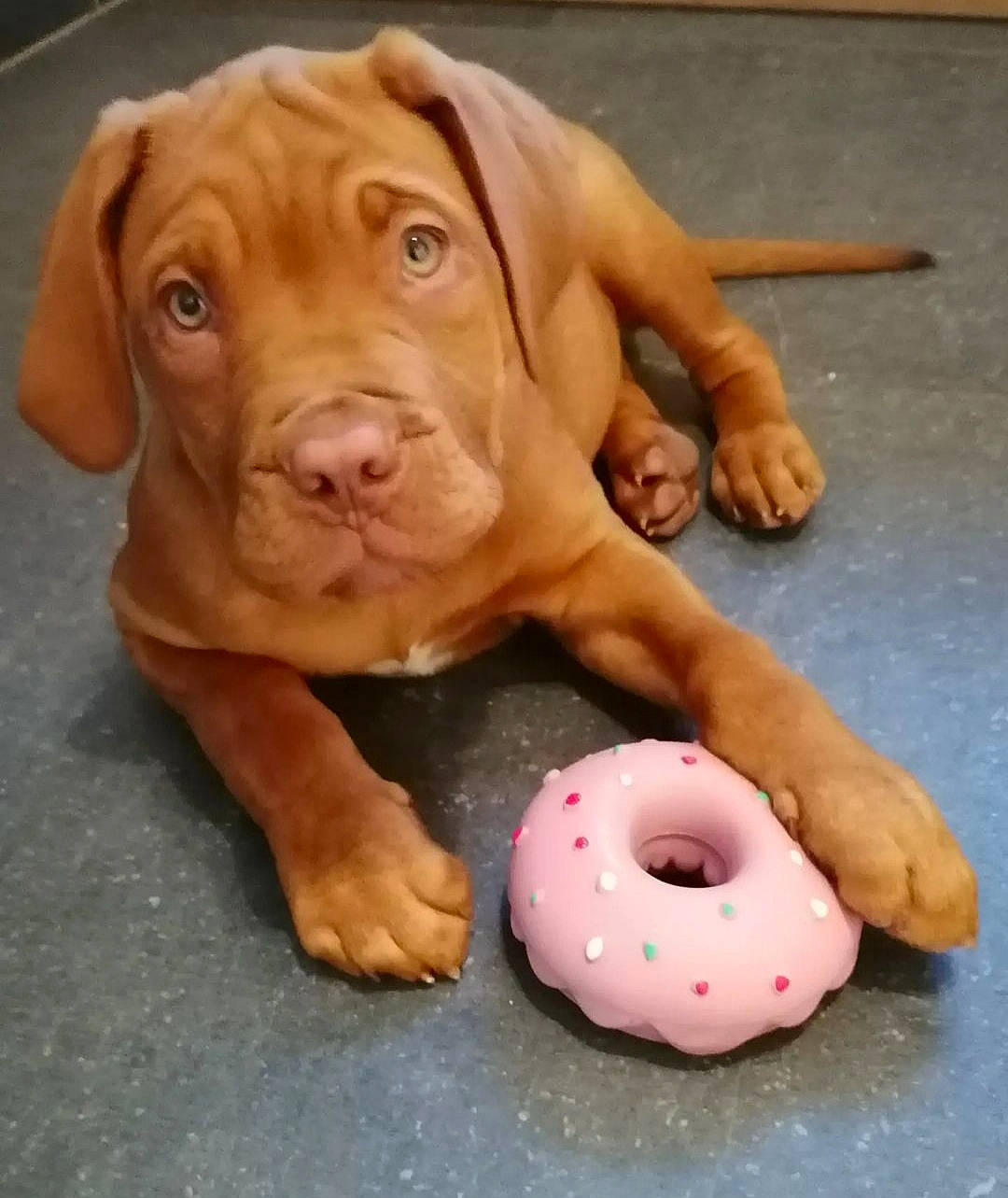 Velvet participe au concours pour gagner de l'argent avec cette photo : art, canidae, carnivore, clay, companion_dog, dog, dog_breed, fawn, hardwood, liver, pet_supply, sculpture, snout, sporting_group, terrestrial_animal, toy, whiskers, wood, working_animal, wrinkle