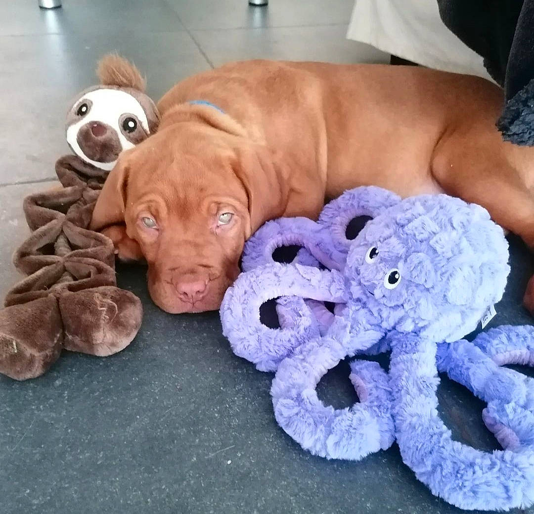 Velvet participe au concours pour gagner de l'argent avec cette photo : art, canidae, carnivore, companion_dog, dog, dog_breed, electric_blue, fawn, flooring, fur, hardwood, liver, marine_invertebrates, octopus, snout, sporting_group, stuffed_toy, toy, wood, working_animal