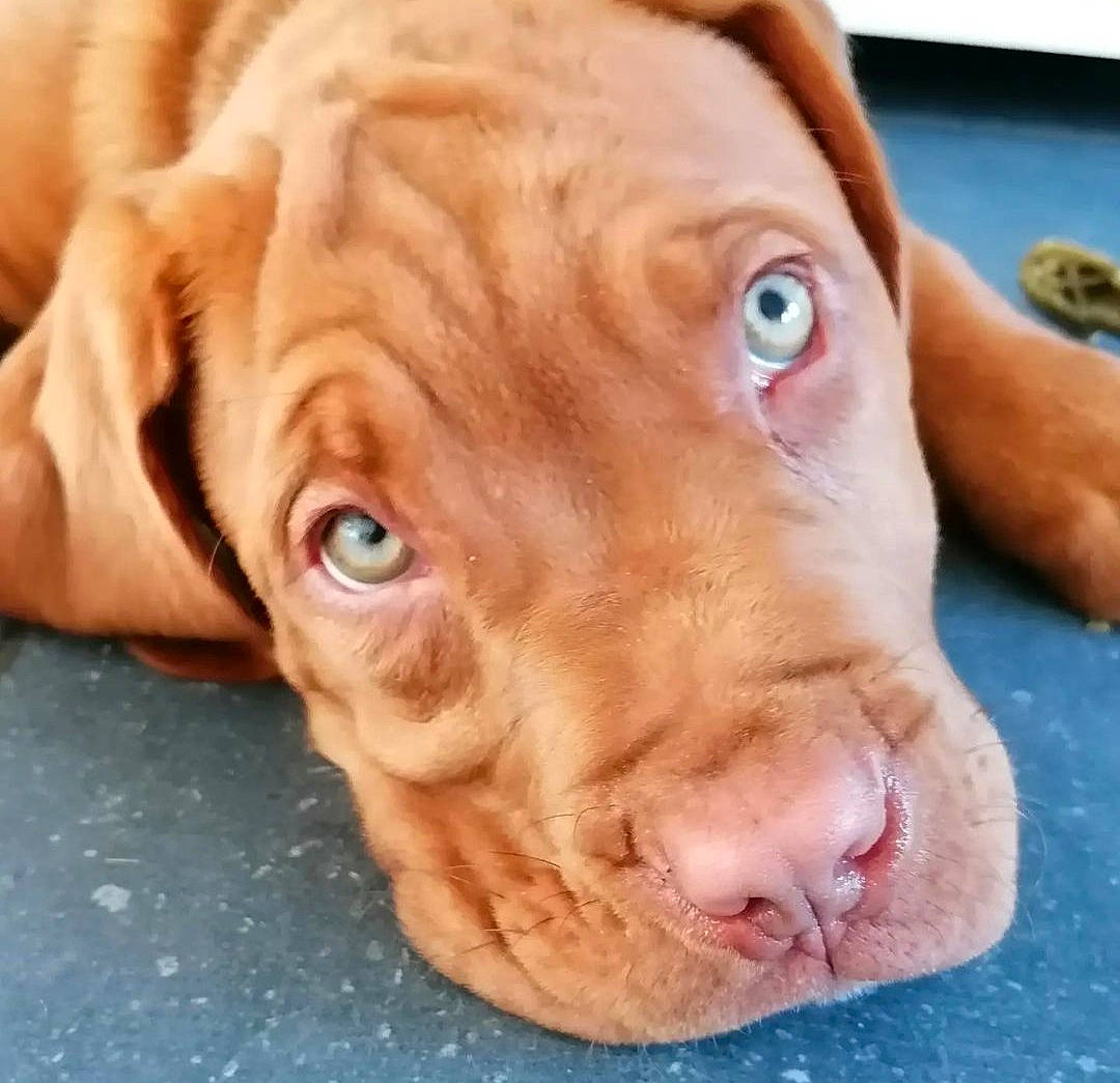 Velvet participe au concours pour gagner de l'argent avec cette photo : carnivore, close_up, companion_dog, dog, dog_breed, ear, eye, fawn, fur, head, liver, livestock, nose, snout, sporting_group, terrestrial_animal, whiskers, wood, working_animal, wrinkle