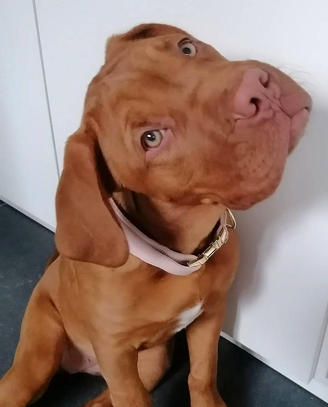 Velvet a rejoint le concours — aidez-le/la à gagner de superbes lots ! ancient_dog_breeds, canidae, carnivore, collar, companion_dog, dog, dog_breed, dog_collar, fawn, fur, hunting_dog, liver, pet_supply, snout, sporting_group, terrestrial_animal, whiskers, working_animal, working_dog, wrinkle