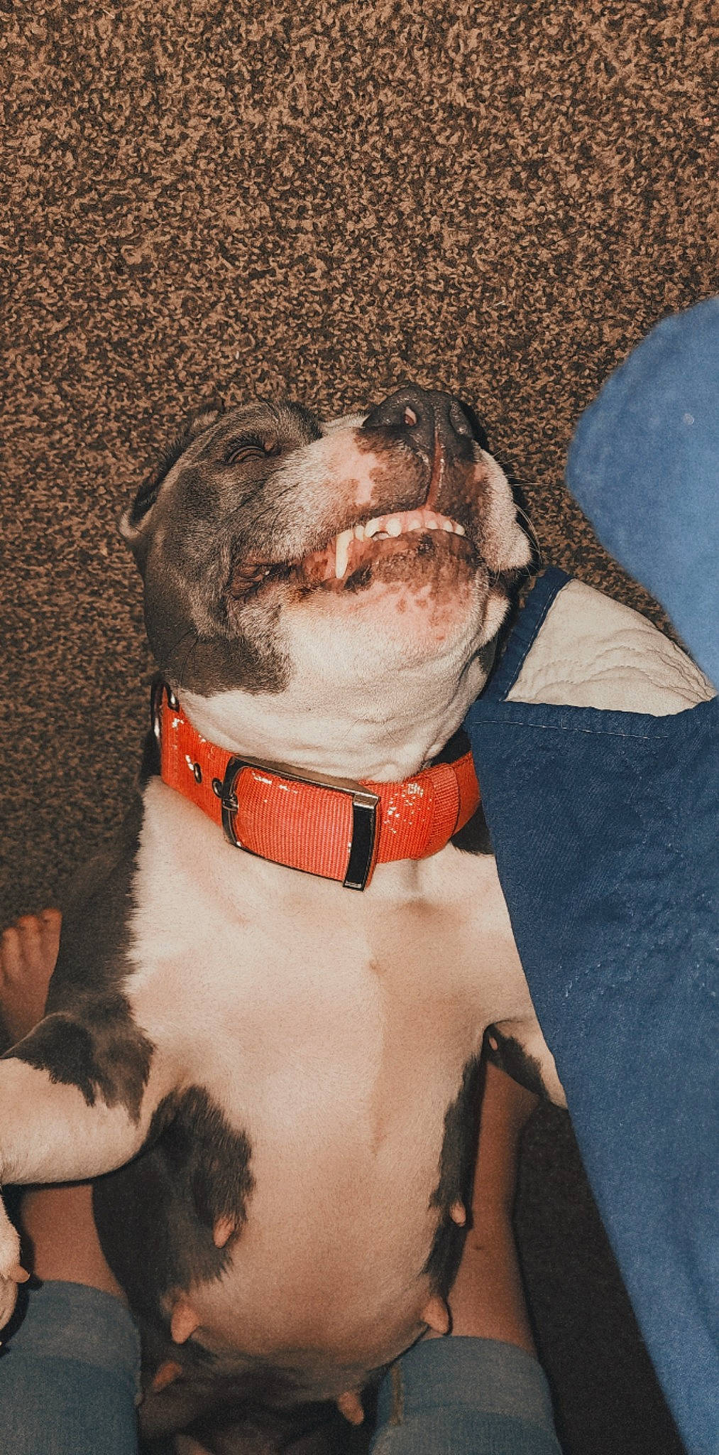 Azul is registered to the contest to win money with this photo: bow_tie, carnivore, collar, companion_dog, dog, dog_breed, dog_clothes, dog_collar, dog_supply, fashion_accessory, fawn, fur, leash, liver, pet_supply, snout, sporting_group, tie, whiskers, working_animal