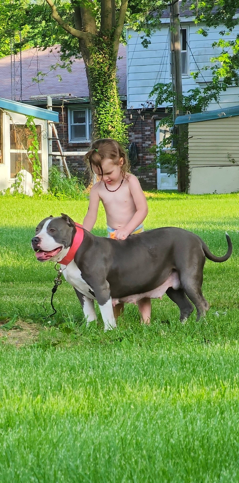 Azul joined the competition — help win amazing prizes! canidae, carnivore, collar, companion_dog, dog, dog_breed, dog_collar, fawn, grass, house, leash, plant, snout, sporting_group, tail, tree, window, working_animal, working_dog, yard