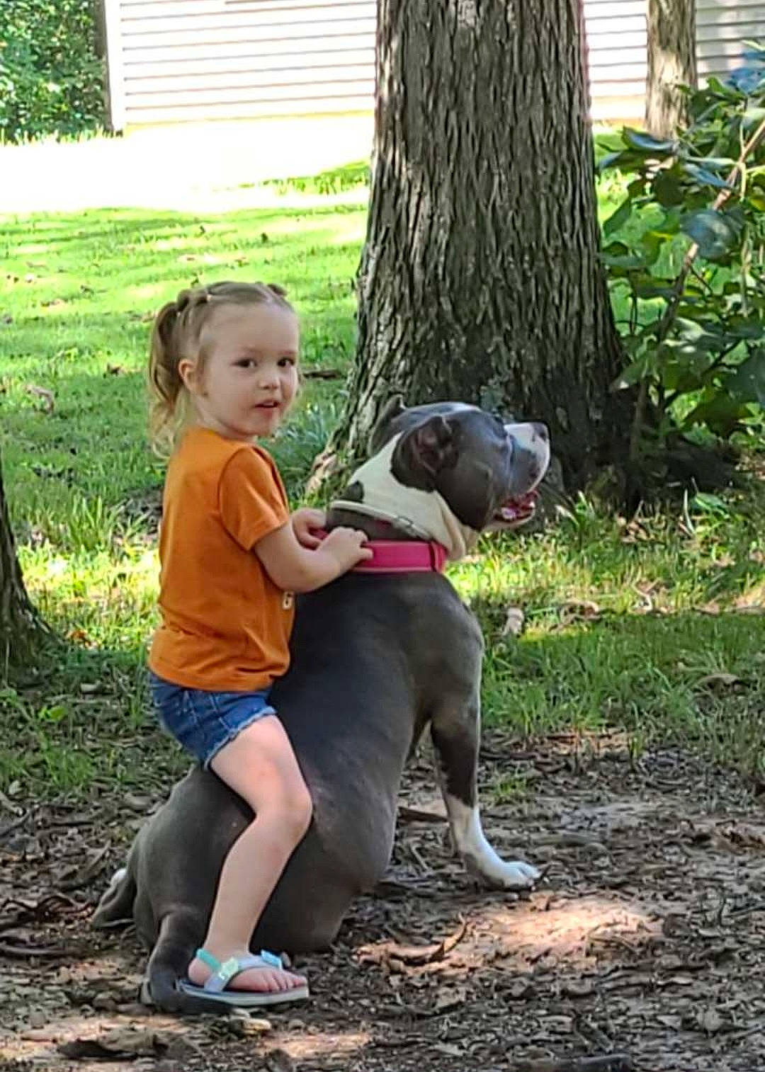 Azul is registered to the contest to win money with this photo: canidae, carnivore, companion_dog, dog, dog_breed, fawn, fun, grass, green, happy, leisure, people_in_nature, plant, recreation, sitting, soil, sporting_group, t_shirt, toddler, tree