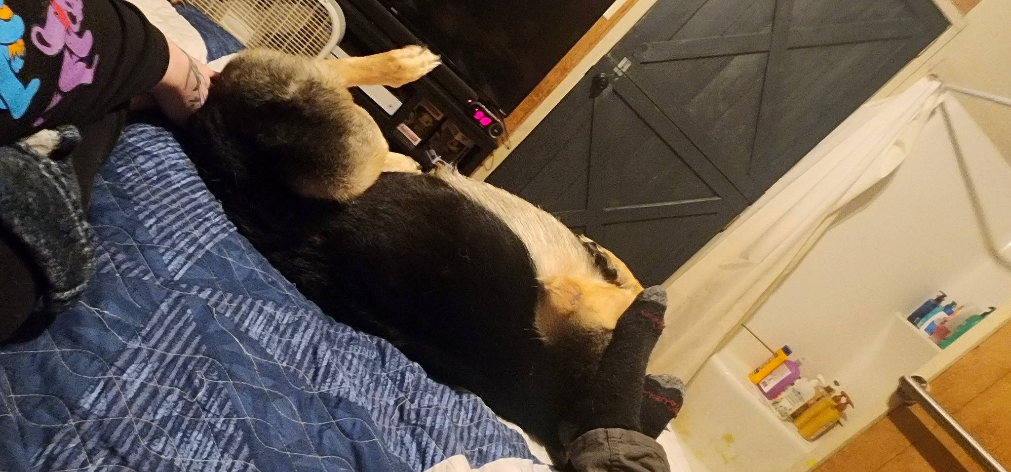 Phoenix is registered to the contest to win money with this photo: canidae, carnivore, comfort, companion_dog, dog_breed, fawn, felidae, flooring, fur, human_leg, linens, room, small_to_medium_sized_cats, snout, sporting_group, tail, thigh, whiskers, wood, working_animal