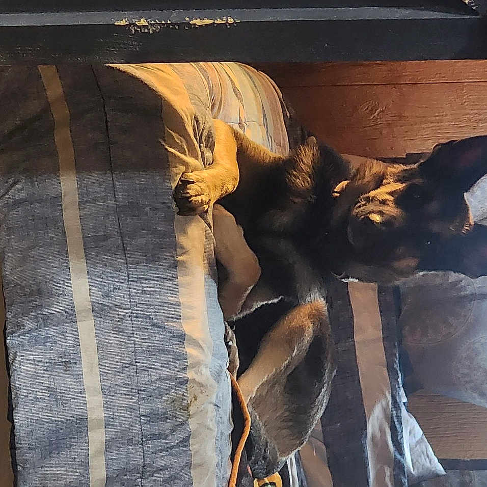 Phoenix joined the competition — help win amazing prizes! black_cat, carnivore, cat, comfort, couch, domestic_short_haired_cat, fawn, felidae, fur, hardwood, houseplant, linens, room, small_to_medium_sized_cats, tail, tints_and_shades, whiskers, window, wood