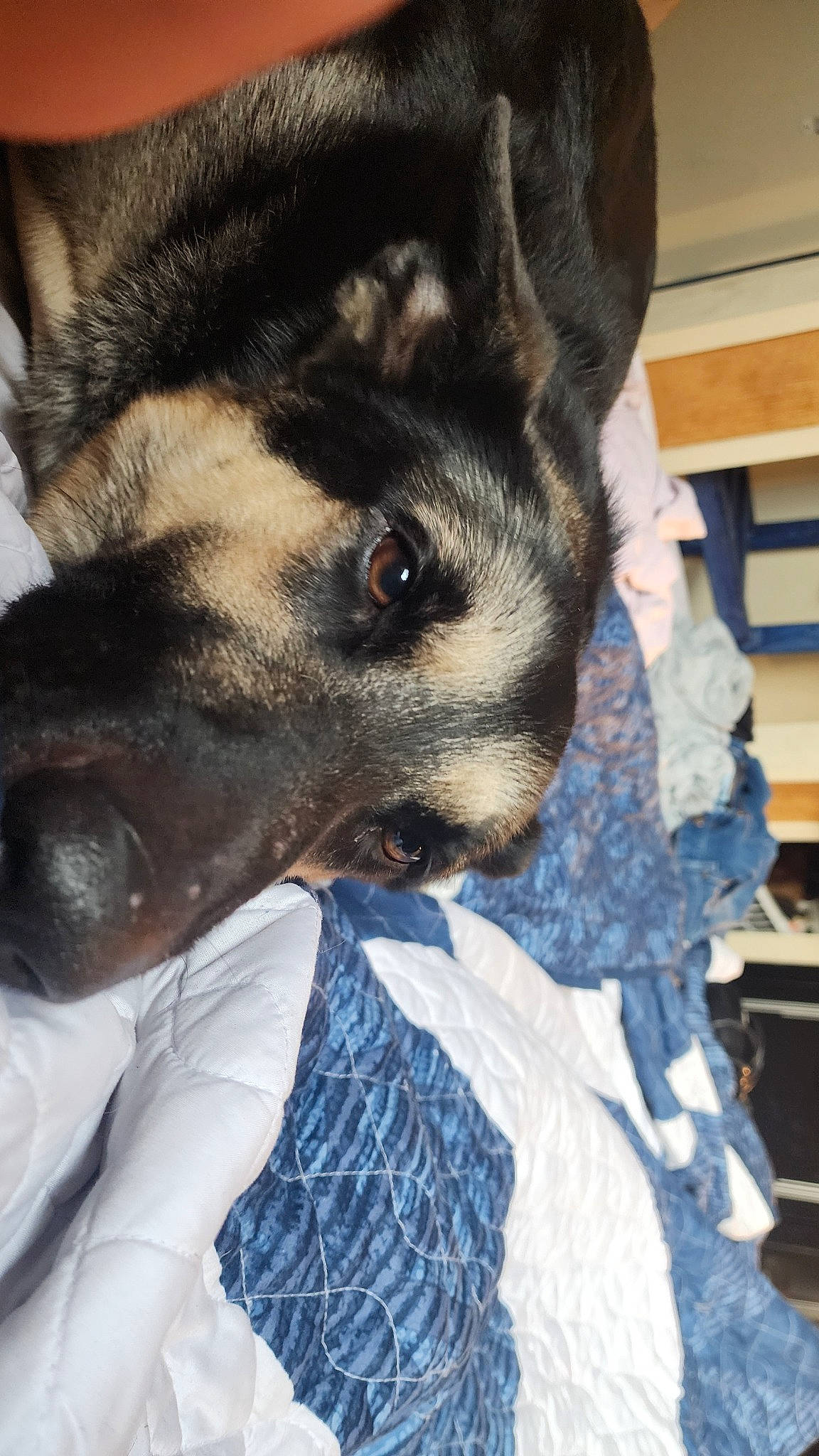 Phoenix joined the competition — help win amazing prizes! blue, canidae, carnivore, companion_dog, dog, dog_breed, ear, east_european_shepherd, electric_blue, fawn, felidae, fur, german_shepherd_dog, jaw, king_shepherd, sitting, snout, sporting_group, whiskers, working_animal