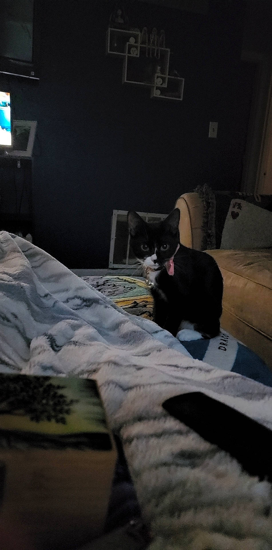 Anko joined the competition — help win amazing prizes! bed_sheet, bedding, bedroom, carnivore, cat, comfort, darkness, domestic_short_haired_cat, felidae, floor, flooring, grey, interior_design, linens, picture_frame, room, small_to_medium_sized_cats, television, whiskers, wood