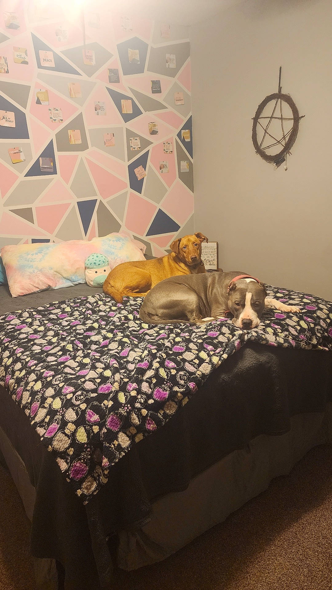 Auggie is registered to the contest to win money with this photo: bed, bed_frame, bedding, bedroom, carnivore, comfort, dog, door, fawn, floor, flooring, furniture, hardwood, interior_design, linens, property, purple, textile, tints_and_shades, wood