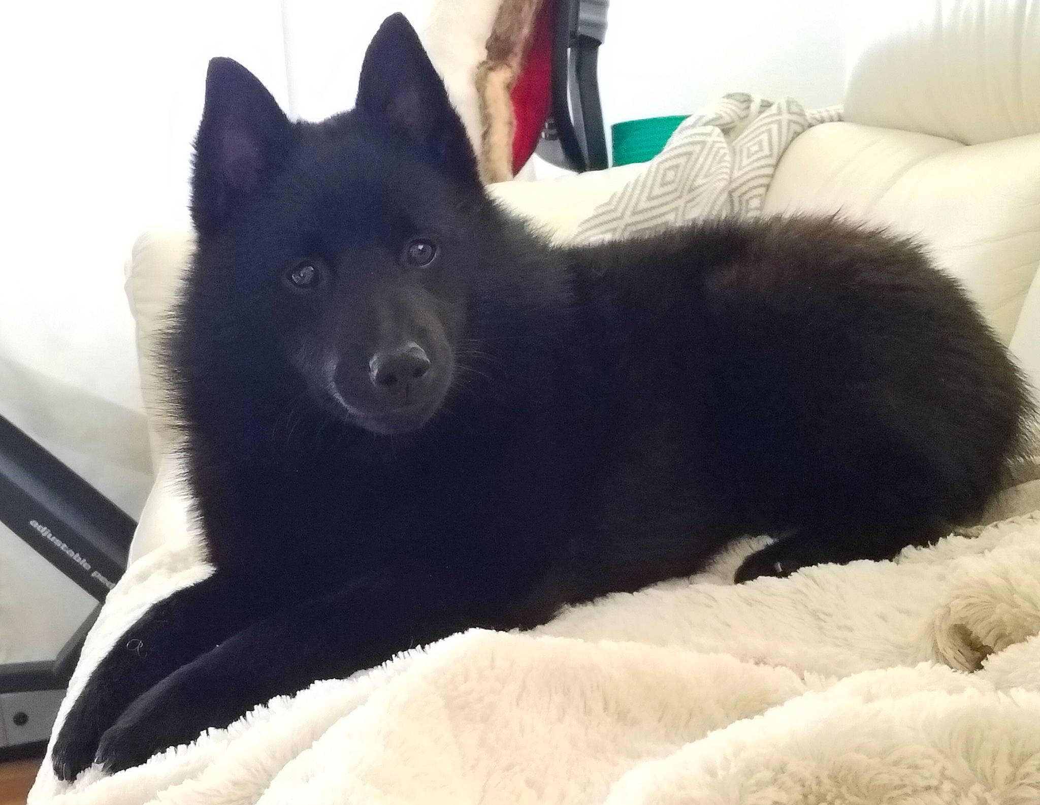 Tasman joined the competition — help win amazing prizes! black, canidae, carnivore, comfort, companion_dog, couch, dog, dog_breed, fur, linens, schipperke, snout, working_animal, working_dog