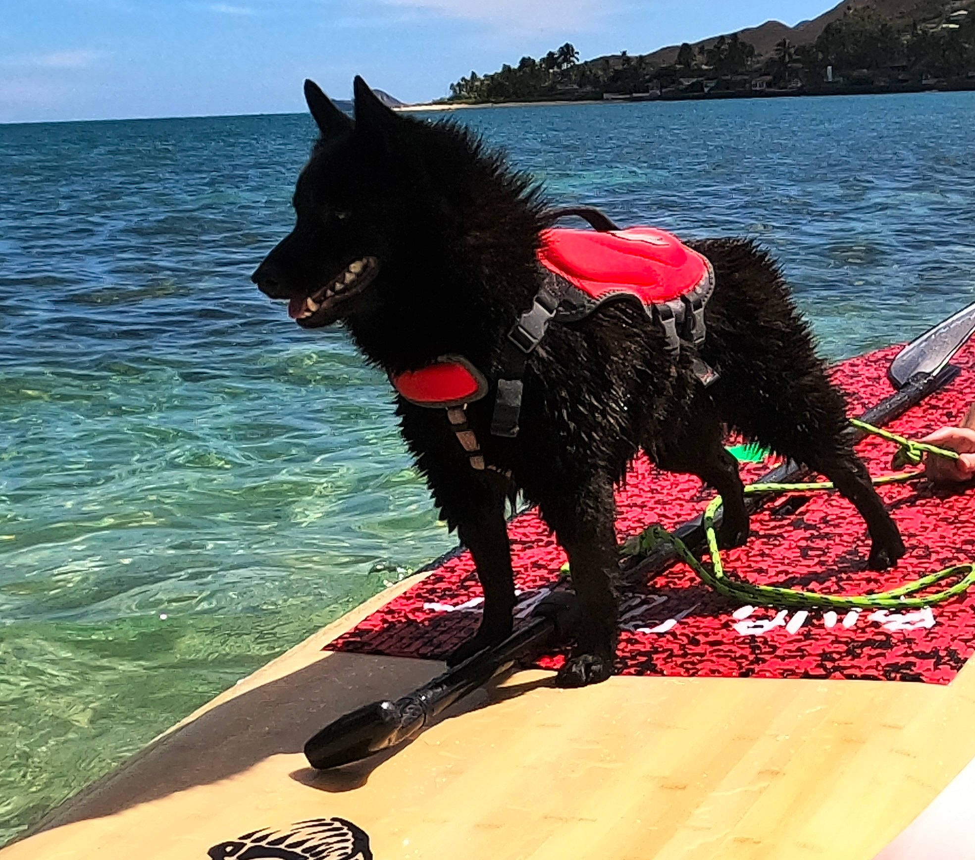 Tasman is registered to the contest to win money with this photo: canidae, carmine, carnivore, collar, companion_dog, dog, dog_breed, dog_collar, lake_district, leash, loch, ocean, sound, sporting_group, tail, vertebrate, wave, wind, wind_wave, working_animal