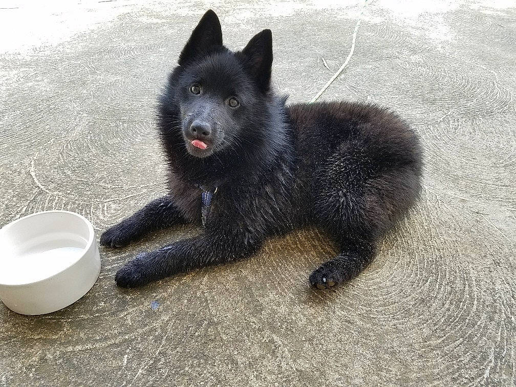 Tasman joined the competition — help win amazing prizes! black, bowl, canidae, canis, carnivore, claw, dog, dog_breed, dog_supply, fur, mixing_bowl, paw, schipperke, serveware, shadow, snout, sporting_group, terrestrial_animal, vertebrate, working_dog
