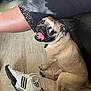 Simba joined the competition — help win amazing prizes! dog, pug, tongue_out, pet, indoor, flooring, sneaker, shoe, person_leg, black_lace, light_and_shadow, wide_eyes, playful, brown_fur, paw, canine, companion, looking_back, seated, domestic