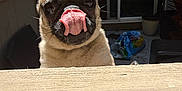 Simba is registered to the contest to win money with this photo: dog, pug, tongue, nose, pet, animal, outdoor, wood, fence, sunlight, portrait, cute, expression, closeup, face, domestic, playful, canine, pet_portrait, daylight