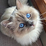 Aribo a rejoint le concours — aidez-le/la à gagner de superbes lots ! cat, blue_eyes, fluffy, fur, whiskers, curious, pet, animal, closeup, indoor, soft_light, wood, looking_up, cute, feline, domestic_cat, mammal, portrait, sitting, cozy