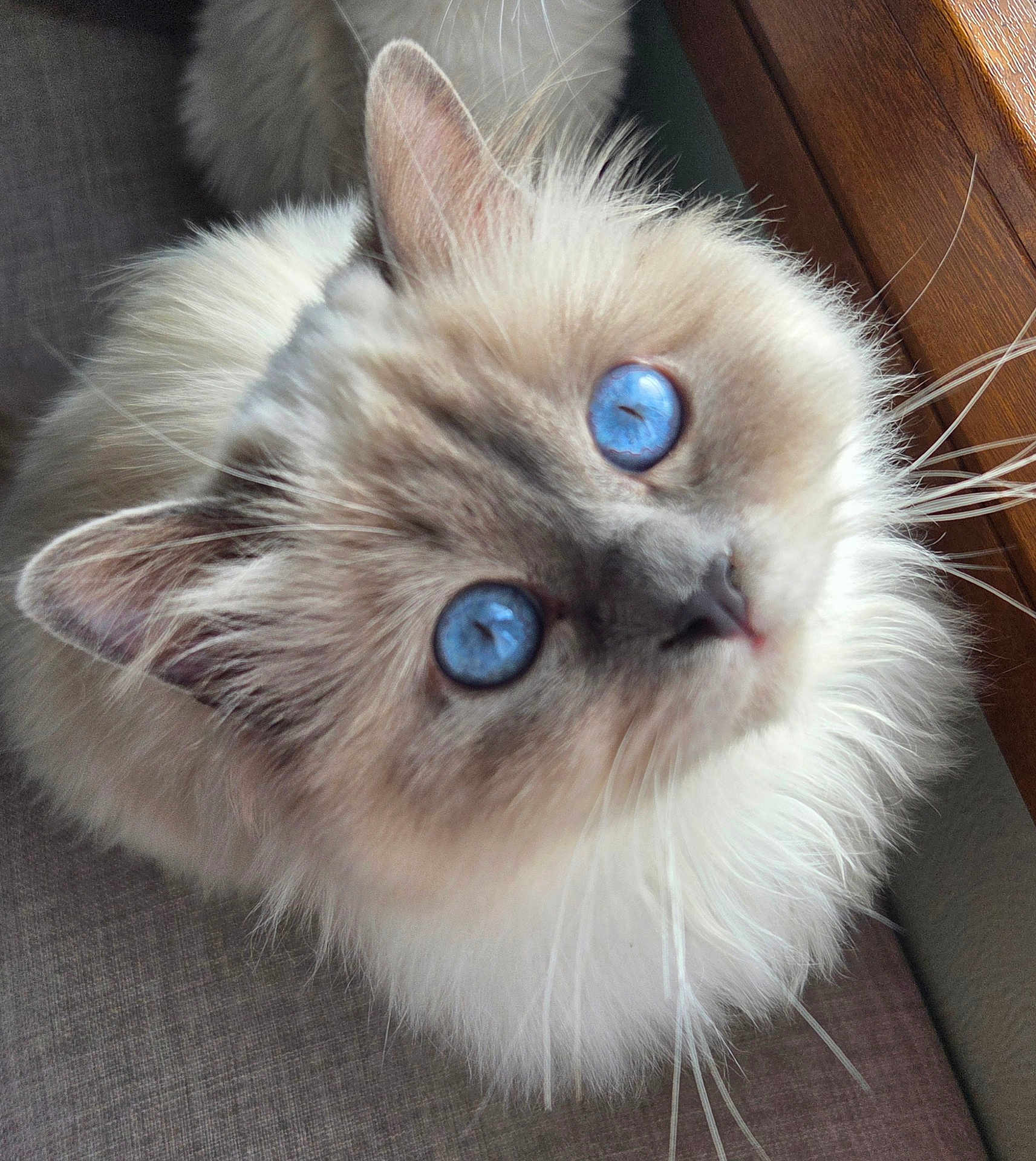 Aribo a rejoint le concours — aidez-le/la à gagner de superbes lots ! cat, blue_eyes, fluffy, fur, whiskers, curious, pet, animal, closeup, indoor, soft_light, wood, looking_up, cute, feline, domestic_cat, mammal, portrait, sitting, cozy