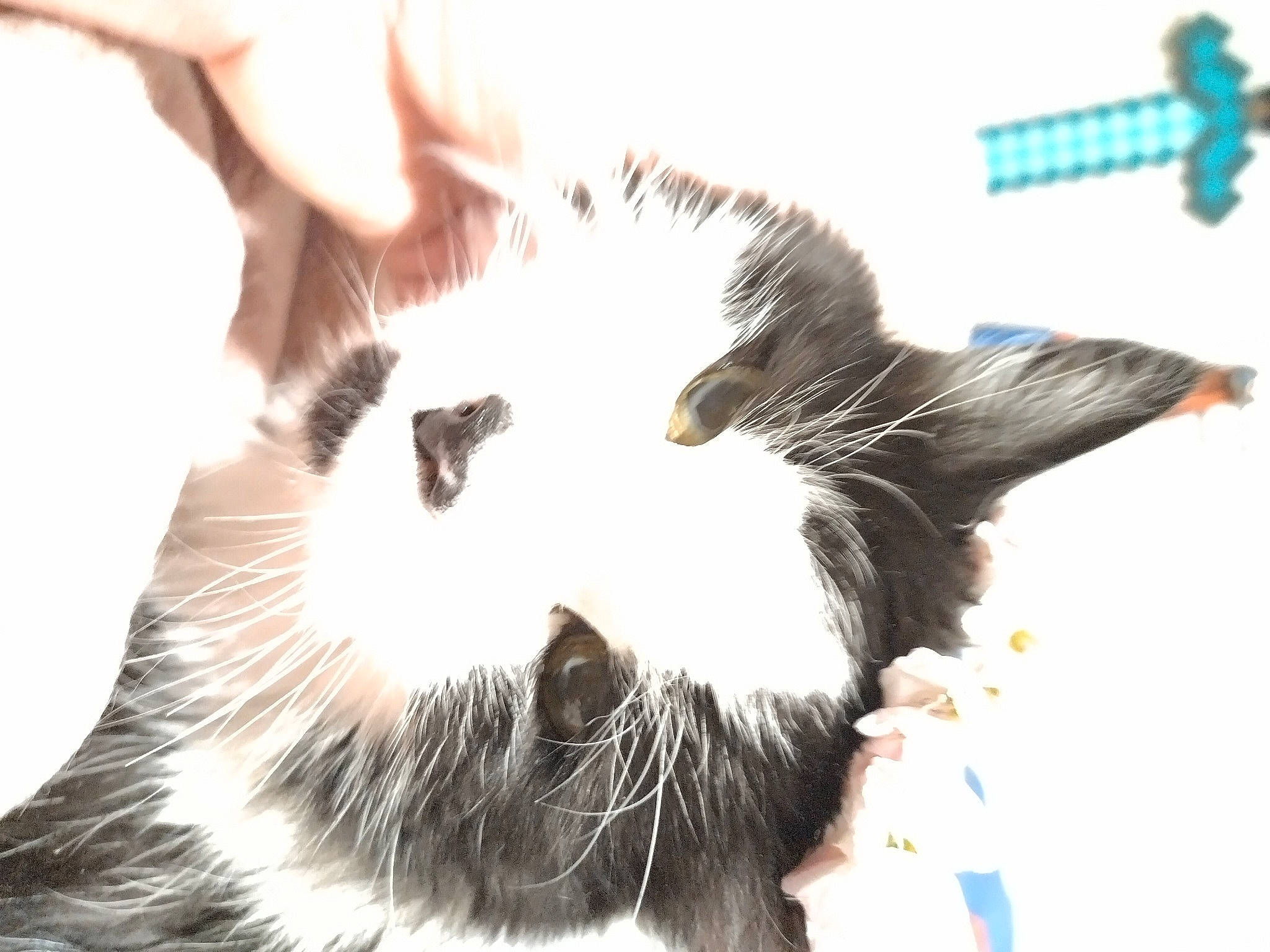 Cain joined the competition — help win amazing prizes! carnivore, cat, claw, domestic_short_haired_cat, eye, felidae, fur, gesture, paw, small_to_medium_sized_cats, snout, tail, terrestrial_animal, whiskers