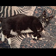 Mittens Aka Mitts is registered to the contest to win money with this photo: cat, black_and_white, lying_down, carpet, zebra_pattern, indoor, pet, whiskers, curious_eyes, animal, fur, floor, relaxed, domestic_cat, four_legs, tail, cute, mammal, playful, resting