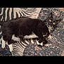 cat, black_and_white, lying_down, carpet, zebra_pattern, indoor, pet, whiskers, curious_eyes, animal, fur, floor, relaxed, domestic_cat, four_legs, tail, cute, mammal, playful, resting