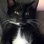 Mittens Aka Mitts joined the competition — help win amazing prizes! cat, kitten, black_and_white, tuxedo_cat, whiskers, fluffy, pet, animal, cute, feline, indoor, resting, closeup, young_cat, domestic_cat, cozy, soft, comfortable, fur, relaxed