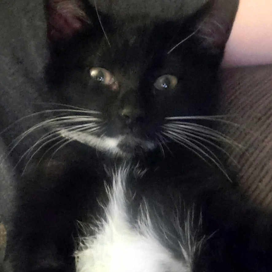 Mittens Aka Mitts joined the competition — help win amazing prizes! animal, black_and_white, cat, closeup, comfortable, cozy, cute, domestic_cat, feline, fluffy, fur, indoor, kitten, pet, relaxed, resting, soft, tuxedo_cat, whiskers, young_cat