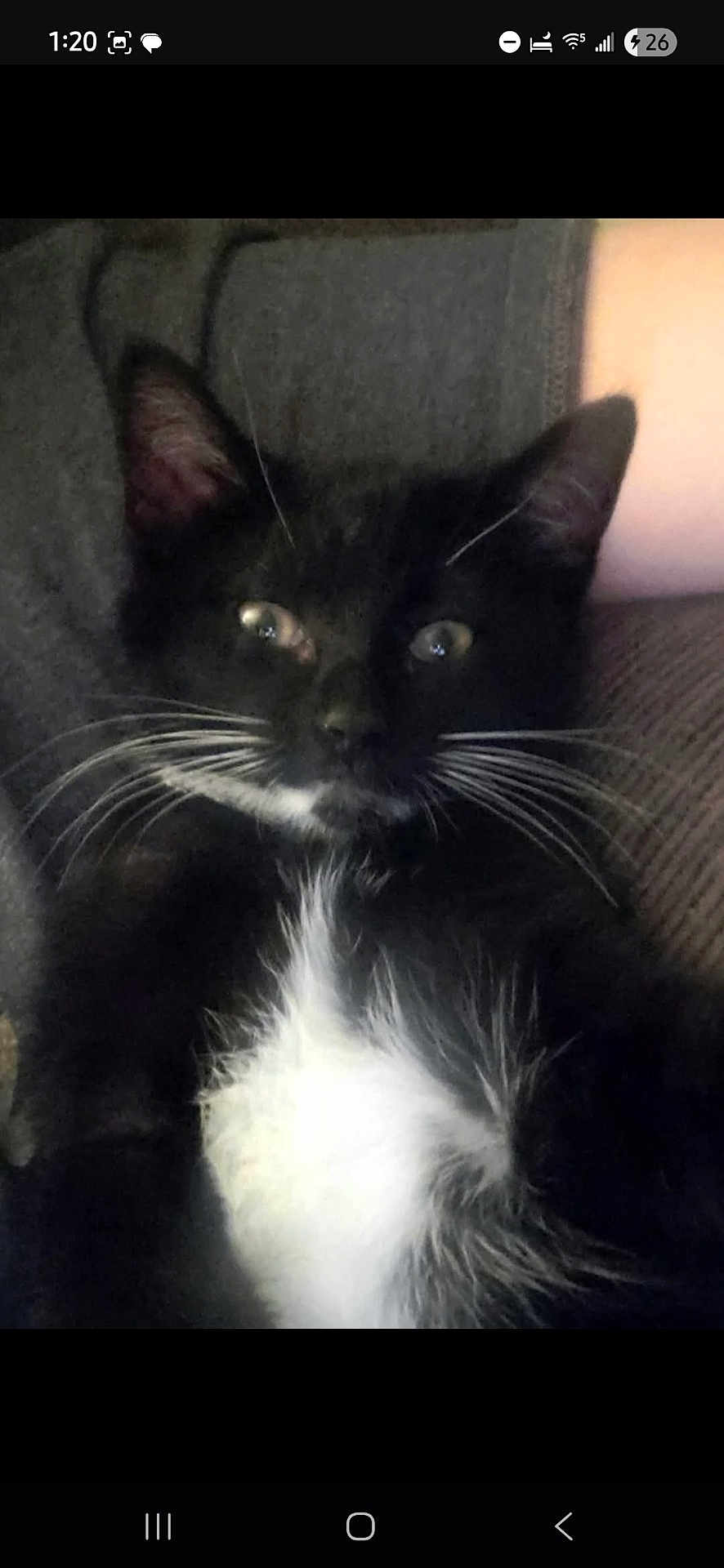 Mittens Aka Mitts joined the competition — help win amazing prizes! cat, kitten, black_and_white, tuxedo_cat, whiskers, fluffy, pet, animal, cute, feline, indoor, resting, closeup, young_cat, domestic_cat, cozy, soft, comfortable, fur, relaxed