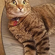 Lil' Missy joined the competition — help win amazing prizes! tabby_cat, cat, pet, feline, striped_fur, collar, bell, table, wooden_table, indoor, curious, alert, whiskers, ears, paws, relaxed, fur_texture, domestic_cat, close_up, animal